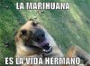 la_marihuana_es_la_vida_hermano.jpg