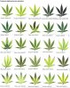 tabla carencias cannabis.jpg