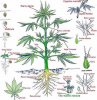ficha-botanica-cannabis2.jpg
