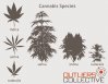 cannabis_species.jpg
