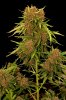 Critical Red from Mr Hide Seeds.jpg