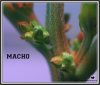 MACHO-HEMBRA002.jpg