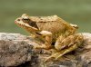 1200px-European_Common_Frog_Rana_temporaria_(cropped).jpg