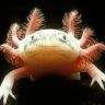 axolotl92