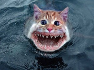 gato-pira%C3%B1a-300x225.jpg