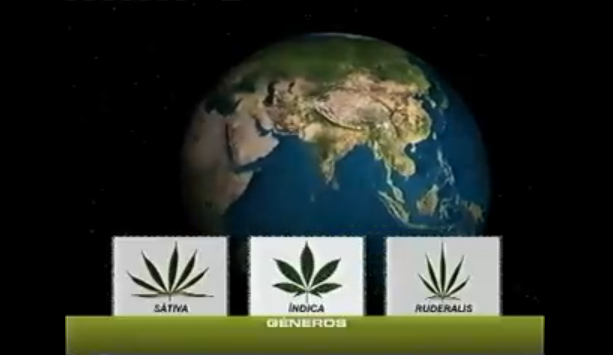 tipos-marihuana