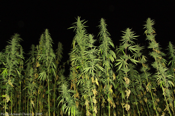 Marihuana: ¿Sabías como afecta a tu cerebro? Marihuana: ¿Sabías como afecta a tu cerebro?