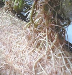 087_Infoagro03