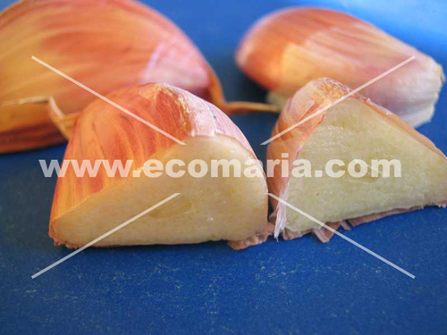 dientes-de-ajo-006