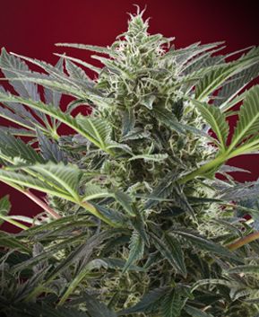 Cream 47 de Sweet Seeds