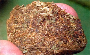 paragua