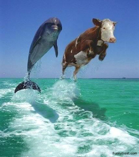 funny_animals_pictures_161