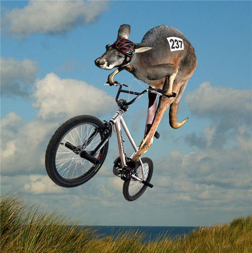 8939b_4379-Nice-Jump-Kangaroo