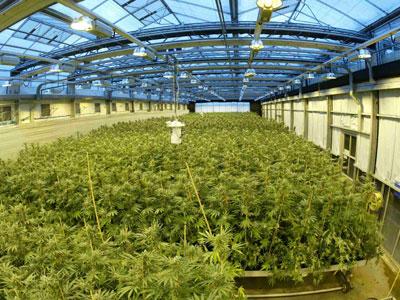 cultivo-interior-marihuana1