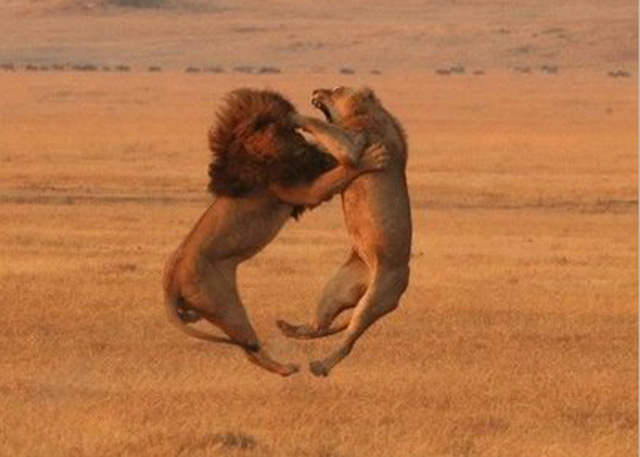 peleas-de-animales-1
