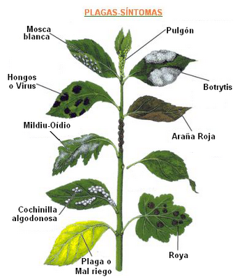 ENFERMEDAD DE UNA PLANTA enfermedad de una planta: