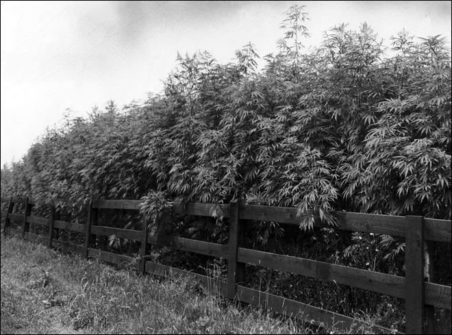 120405_kentucky_hemp_660