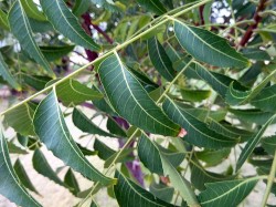 Plants-that-kill-cancer-3.-One-of-the-neem-trees-active-ingredients-gedunin-has-been-shown-to-cause-death-of-cancer-cells-WL-Cutler-250x187