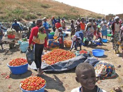 Cannabis en Angola