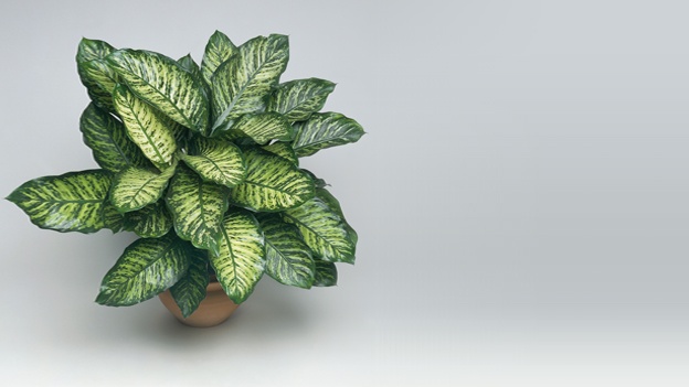 dieffenbachia