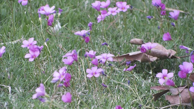 lilas