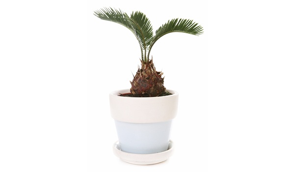 sago-sagu-palm-palma-planta-ornato-ornamental
