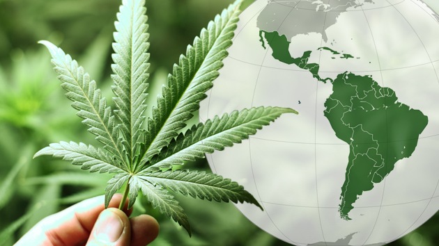 Resultado de imagen para mary jane hierb