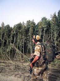 Marihuana