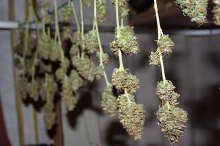 Cannabis-Juice-4