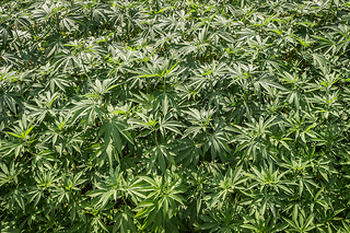 Cannabis-Juice-5