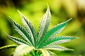 cannabis