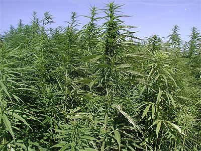 1330517480376cannabisdn