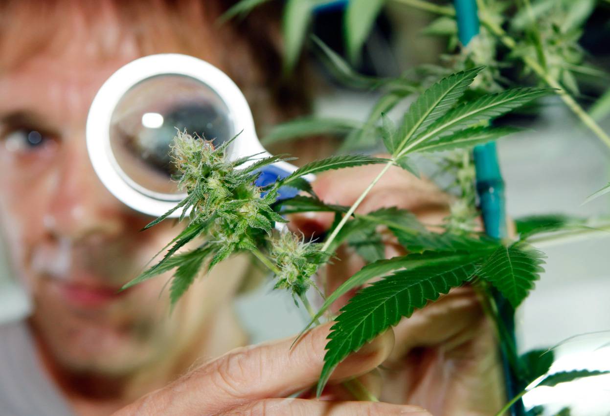 Resultado de imagen de CANNABIS TERAPEUTICO
