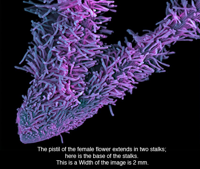 marihuana-microscopio