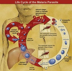2.life_cycle-250x246