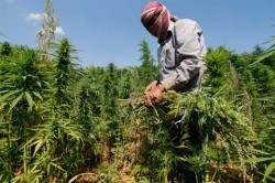 A-farmer-harvests-mature-cannabis-plants-in-Bekaa-Lebanon