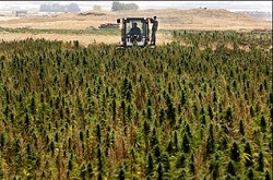A-field-of-cannabis-in-Lebanons-Bekaa-Valley-250x165