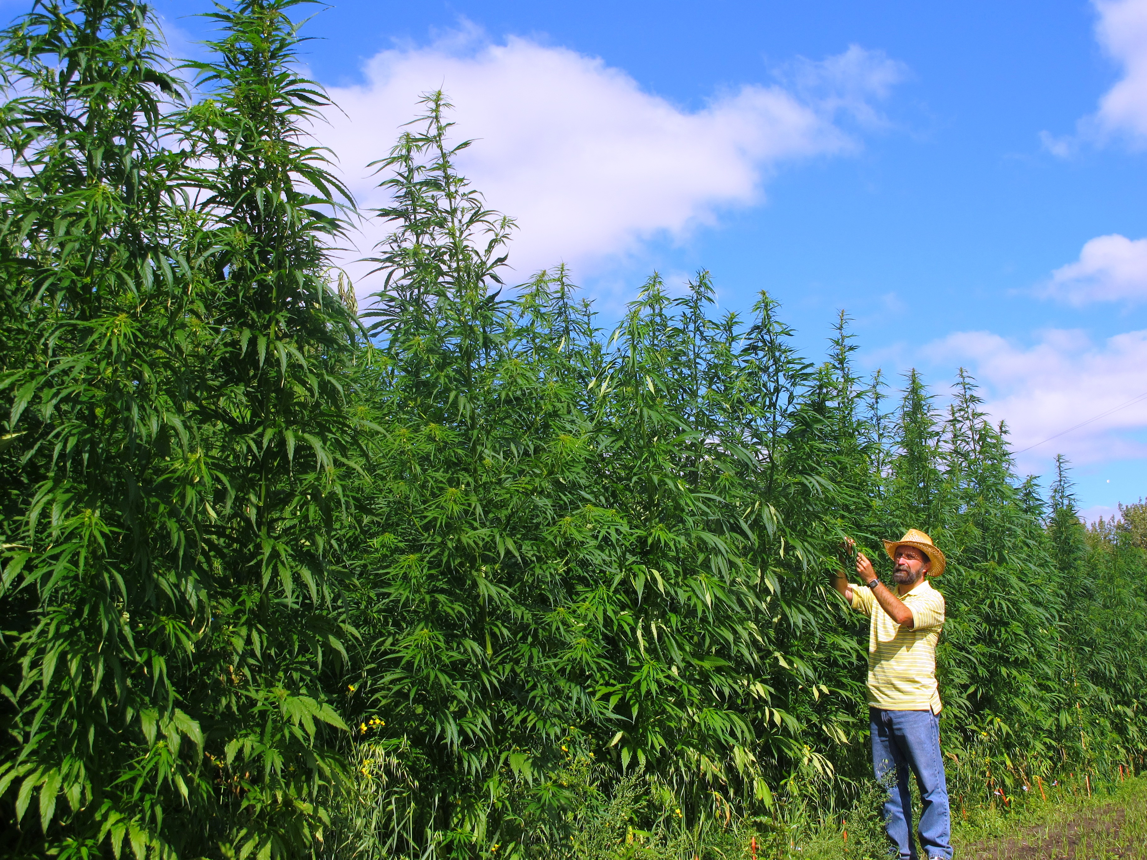 Cannabis-cañamo-industrial