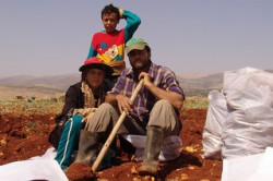 Farmers-in-the-Bekaa-Valley-have-been-encouraged-to-grow-other-crops-such-as-potatoes-250x166