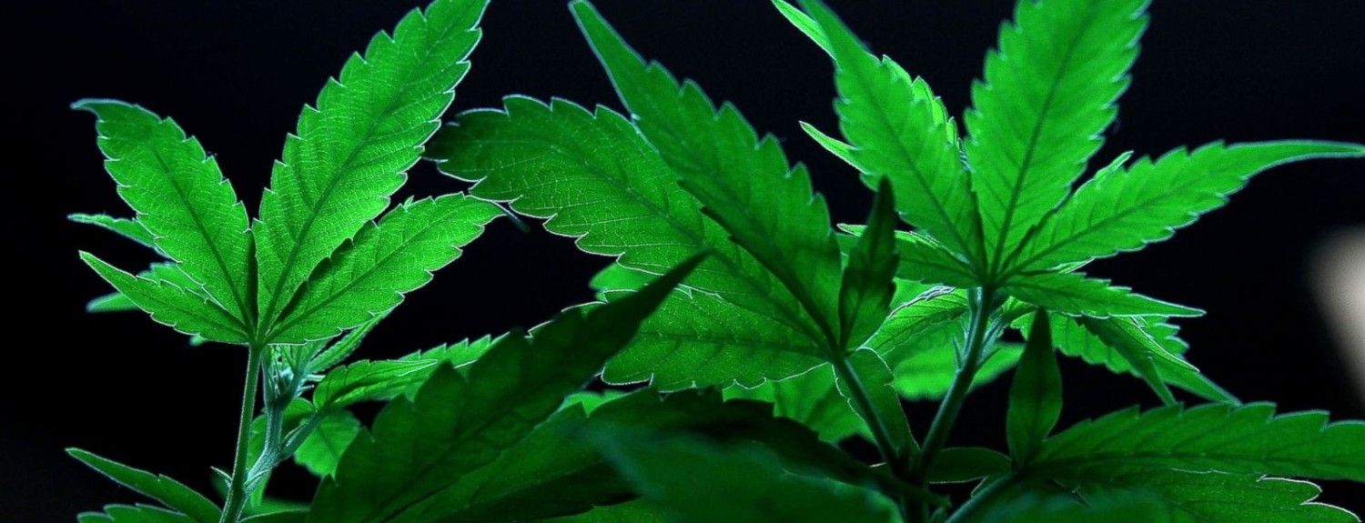 marijuana (5)