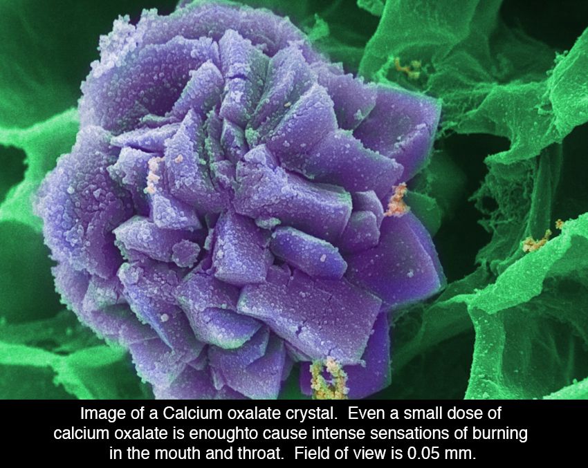 marihuana-microscopio-6