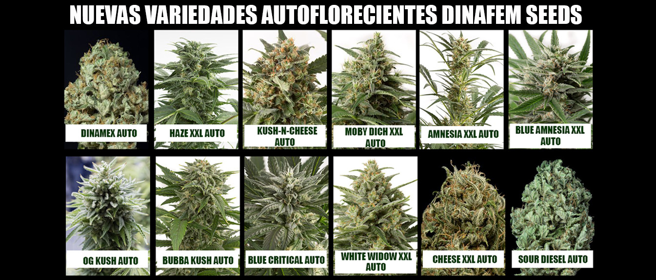 SEMILLAS AUTOFLORECIENTES CANNABIS DINAFEM