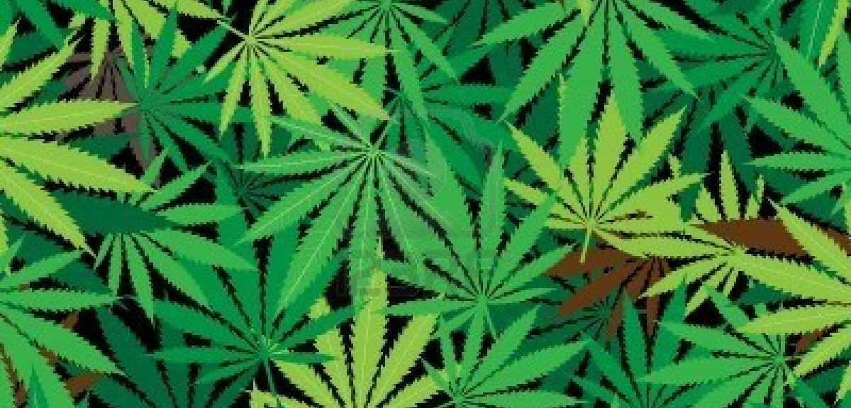 cannabis (6)