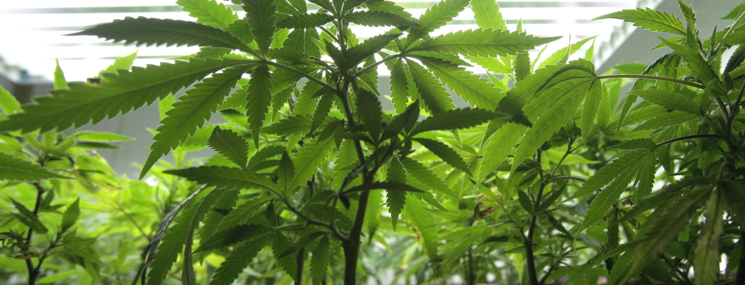 Image: Marijuana plants in Seattle