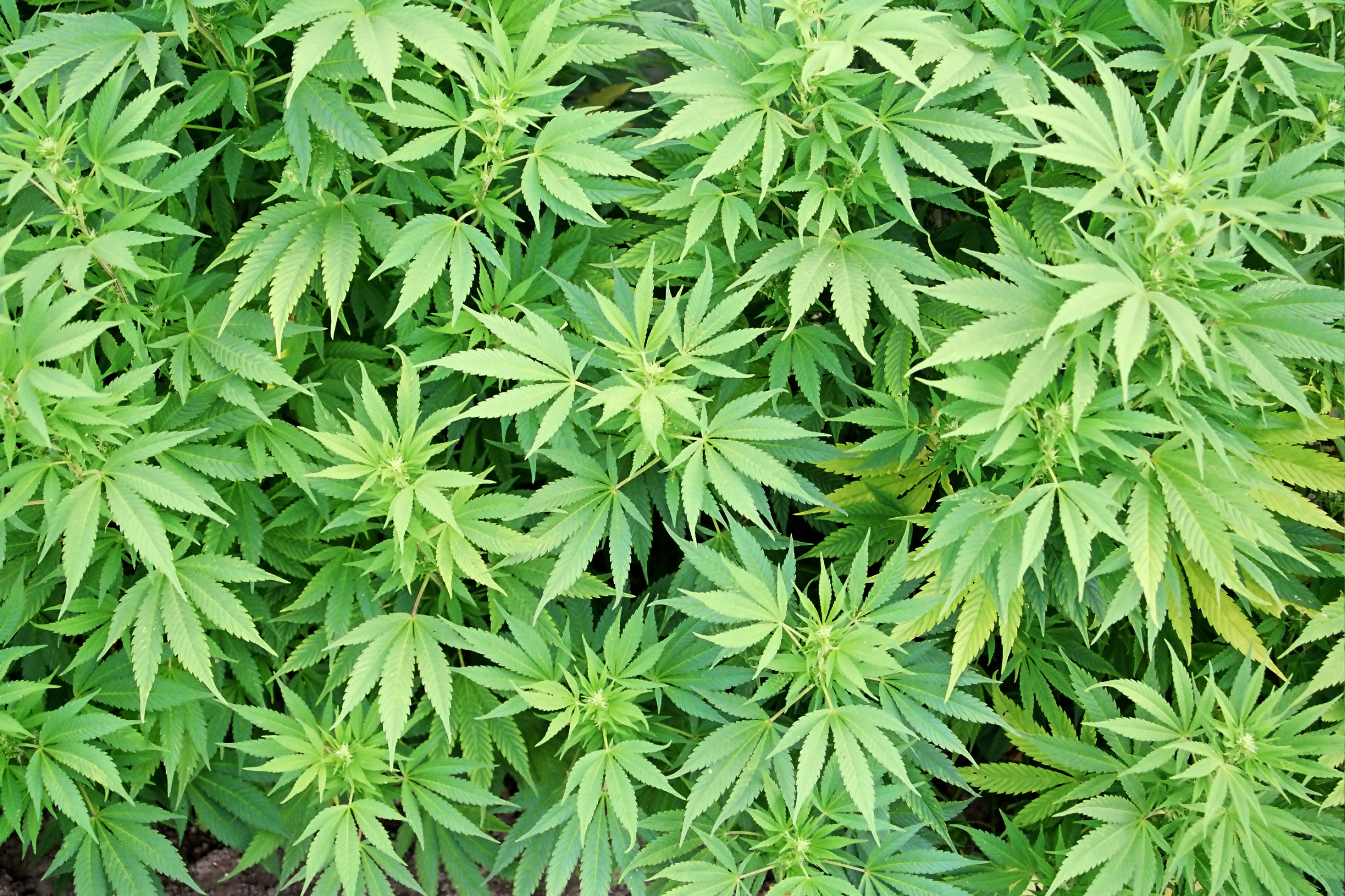 FLORES DE MARIHUANA flores de marihuana: