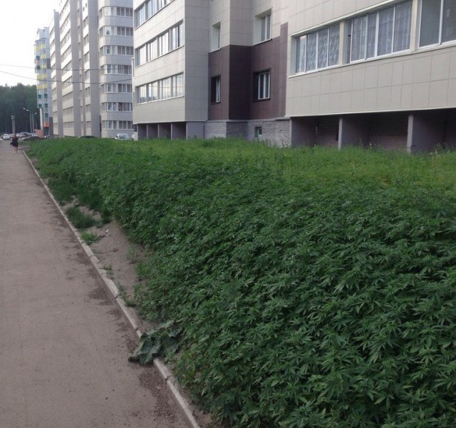 These-Guys-Planted-The-Wrong-Type-Of-Weed-In-Krasnoyarsk