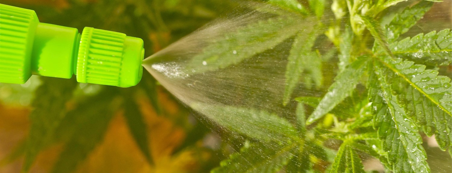 how-to-grow-pot-foliar-feeding-marijuana-buds