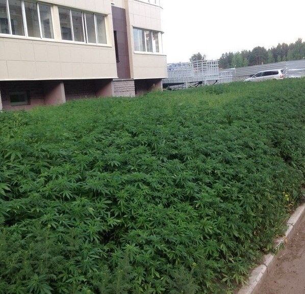 wrong-type-of-weed-in-Russia