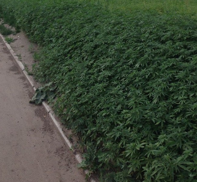 wrong-type-of-weed-marijuana-in-Krasnoyarsk