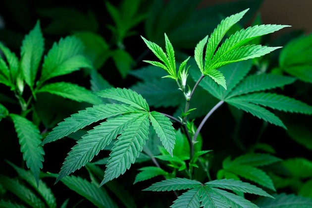 0516_marijuana_970-630x420